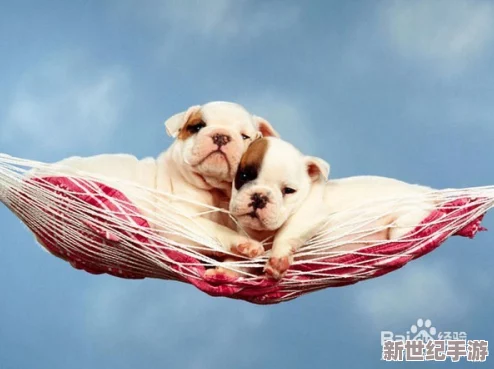 zoom动物人ckc：传闻其背后隐藏着一段不为人知的爱情故事，网友纷纷猜测真实身份！